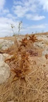 Mount Arbel Foto stock