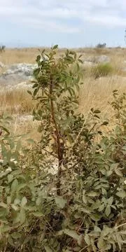 Mount Arbel Stock Photos