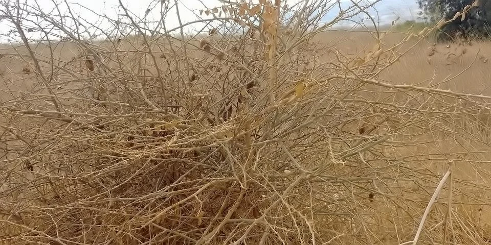 Mount Arbel Stock Photos