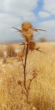 Mount Arbel Stock Photos