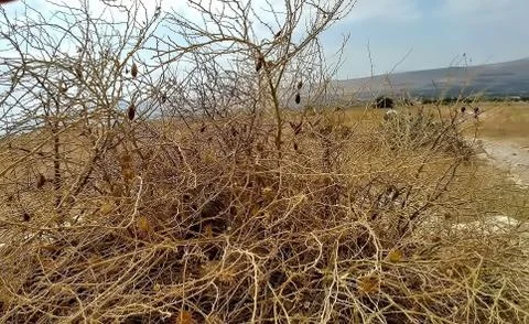 Mount Arbel Stock Photos