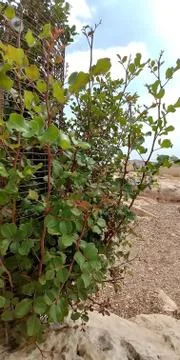 Mount Arbel Stock Photos