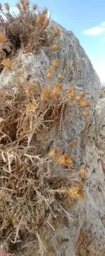 Mount Arbel Stock Photos