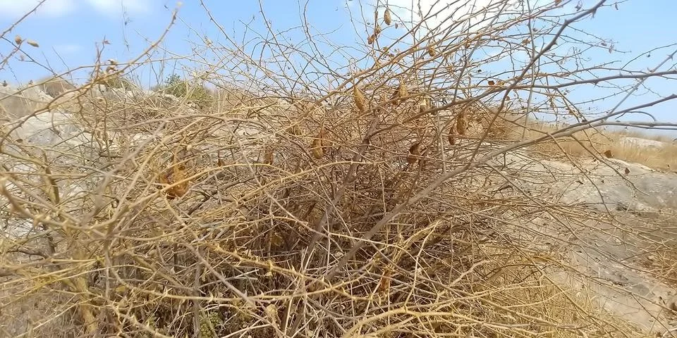 Mount Arbel Stock-Fotos