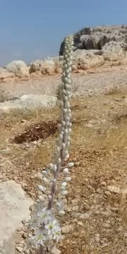 Mount Arbel Stock Photos