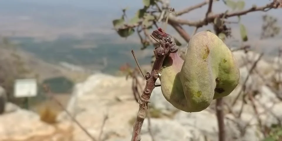 Mount Arbel Stock Photos