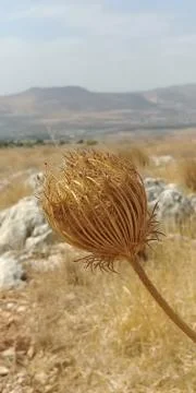 Mount Arbel Stock Photos