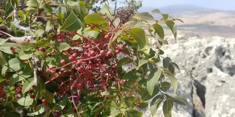 Mount Arbel Stock Photos