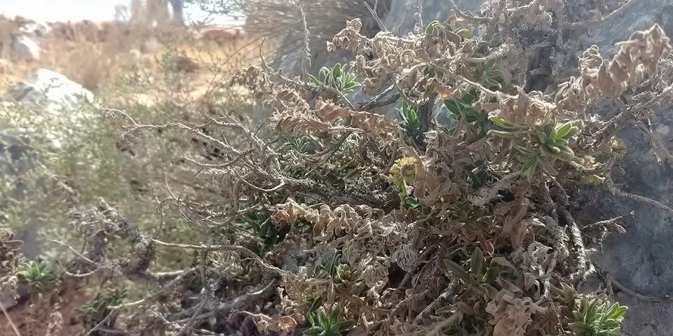 Mount Arbel Stock-Fotos
