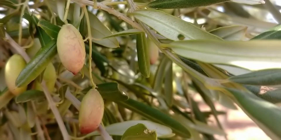 Mount Arbel Stock-Fotos