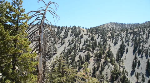 Mount Baldy Ski area Stock Footage 27817232