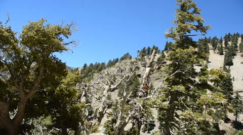 Mount Baldy Ski area Stock Footage 27817775