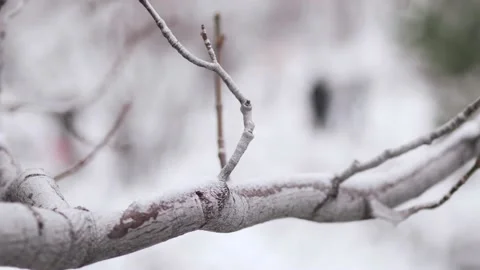 Mount Baldy Snow one Stock-Footage 230852336