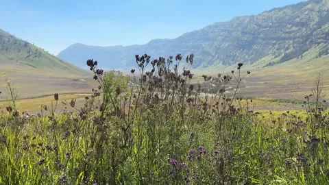 Mount Bromo Savannah. A Bromo Tengger  National Park in East Java, Indonesia Vídeo Stock 342686527
