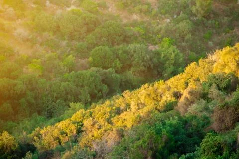 Mount Carmel Forest in Haifa Stock Photos