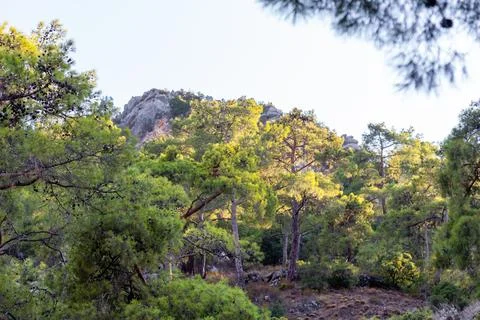 Mount Chimaera, Trkiye. Forest Trees and Rocky Hillside Stock Photos