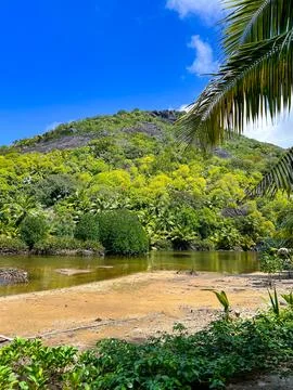Mount Dauban seen through the palm leaves on Silhouette Island, Seychelles Stock Photos