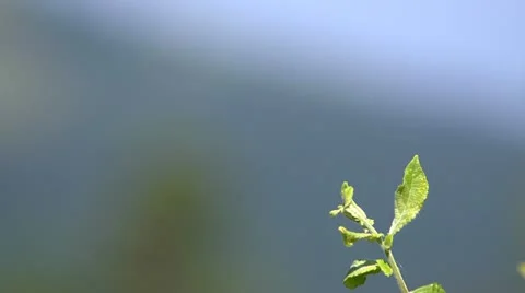 Mount different frames Stock Footage 11688199