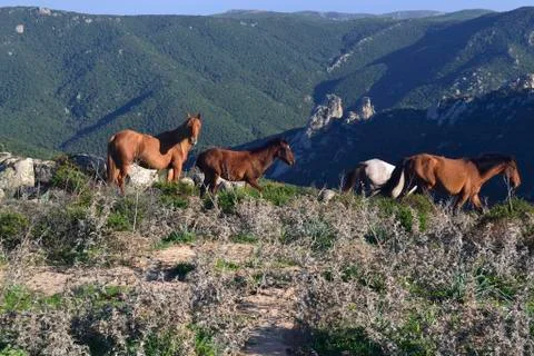 Mount Eccas Stock Photos