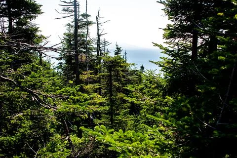 Mount Equinox Trees 스톡 사진
