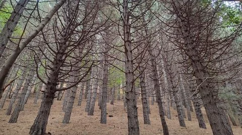 Mount Etna pine forest Stock Photos