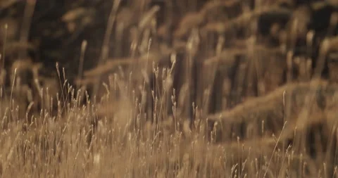 Mount Etna vegetation Stock Footage 149937278