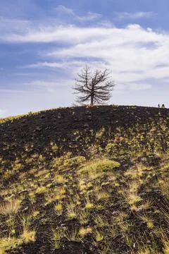 Mount Etna Volcano, dead tree on an old lava flow from an eruption, Sicily, Stock Photos