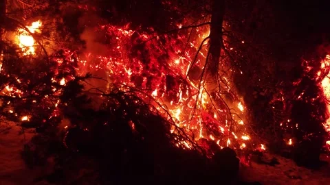 Mount Etna volcano eruption 2025 lava flow inside the forest Stock Footage 303010431