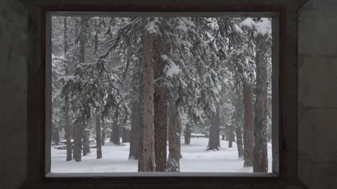 Mount Evans Colorado - Pine Trees Covered with Snow 01 Slow Motion Stock Footage 95797466