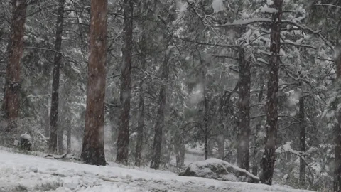 Mount Evans Colorado - Pine Trees Covered with Snow 03 Slow Motion Stock Footage 95797501