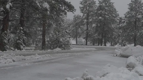 Mount Evans Colorado - Pine Trees Covered with Snow 08 Slow Motion Stock Footage 95797552