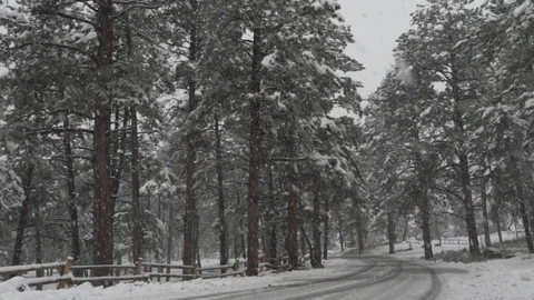 Mount Evans Colorado - Pine Trees Covered with Snow 10 Slow Motion Stock Footage 95797599