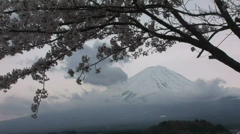 Mount Fuji and cherry blossom. Mt Fuji is the highest mountain in Japan. Winter Stock Footage