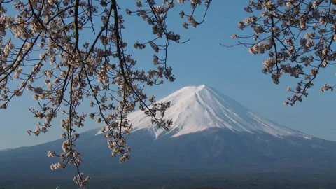Mount Fuji and Cherry Blossoms Up Close Stock Footage 327680155