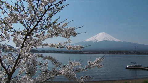 Mount Fuji and Cherry Blossoms Stock Footage 327683377