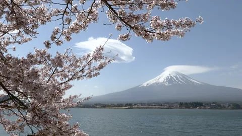 Mount Fuji and Cherry Blossoms w/ Lenticular Clouds at Lake (Realtime/ZOOM OUT) Stock Footage 340070384