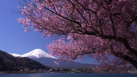 Mount Fuji and Cherry Blossoms in Full Bloom at Lake Kawaguchi 스톡 동영상 343046843