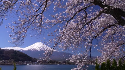 Mount Fuji and Cherry Blossoms in Full Bloom at Lake Kawaguchi Video stock 343046846