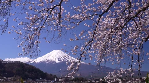 Mount Fuji and Cherry Blossoms in Full Bloom at Lake Kawaguchi Stock Footage 343046848