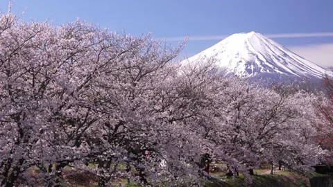 Mount Fuji and Cherry Blossoms in Full Bloom at Lake Kawaguchi 스톡 동영상 343046851