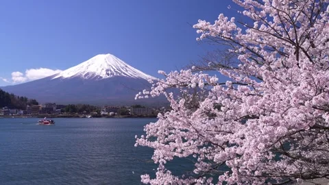 Mount Fuji and Cherry Blossoms in Full Bloom at Lake Kawaguchi Stock Footage 343046857