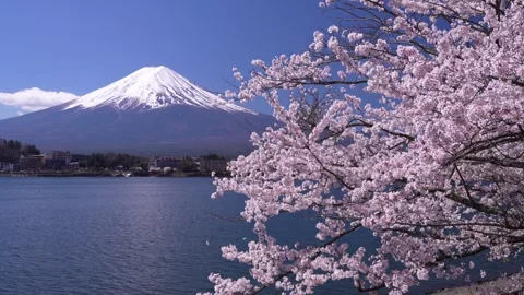 Mount Fuji and Cherry Blossoms in Full Bloom at Lake Kawaguchi Stock-Footage 343046894