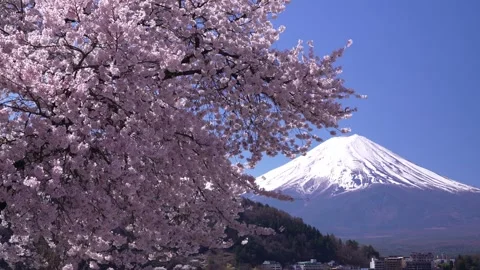 Mount Fuji and Cherry Blossoms in Full Bloom at Lake Kawaguchi Video stock 343046900