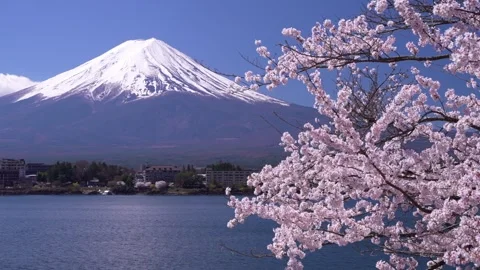 Mount Fuji and Cherry Blossoms in Full Bloom at Lake Kawaguchi Stock Footage 343046906