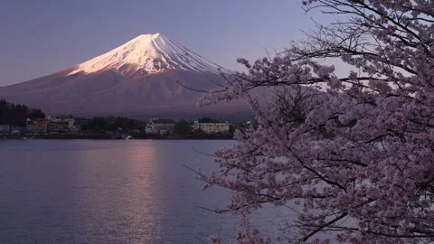 Mount Fuji and Cherry Blossoms in Full Bloom at Lake Kawaguchi Stock Footage 343046939