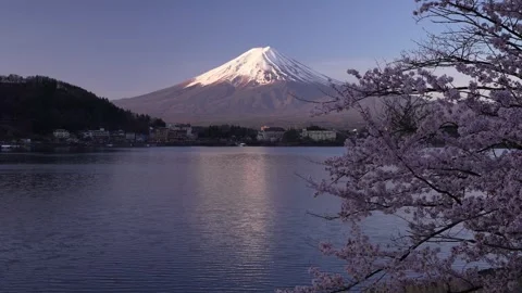 Mount Fuji and Cherry Blossoms in Full Bloom at Lake Kawaguchi Stock-Footage 343046992
