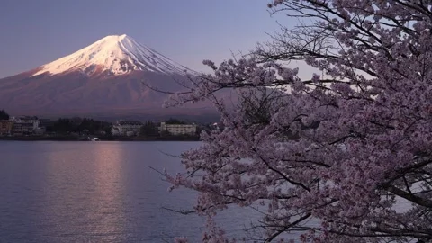 Mount Fuji and Cherry Blossoms in Full Bloom at Lake Kawaguchi 스톡 동영상 343046995