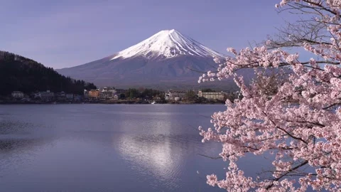 Mount Fuji and Cherry Blossoms in Full Bloom at Lake Kawaguchi 스톡 동영상 343047002