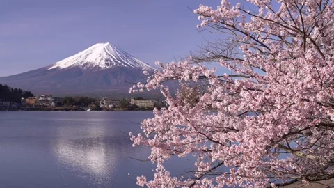 Mount Fuji and Cherry Blossoms in Full Bloom at Lake Kawaguchi Stock Footage 343047005