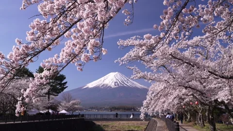 Mount Fuji and Cherry Blossoms in Full Bloom at Lake Kawaguchi 스톡 동영상 343047036